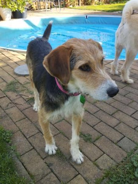 Enrico - sucht seine Menschen