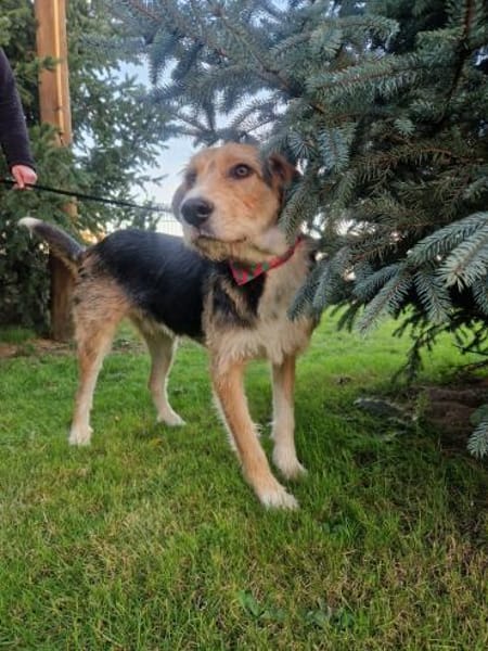 Enrico - sucht seine Menschen