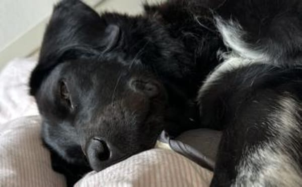 Dante sucht Hundeversteher