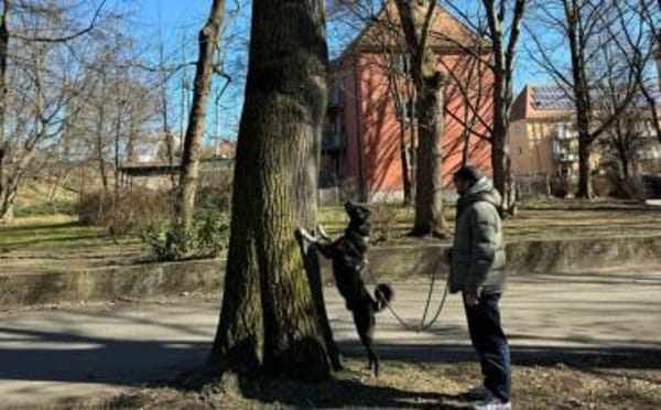 Dante sucht Hundeversteher