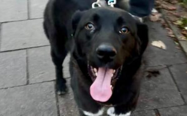 Dante sucht Hundeversteher