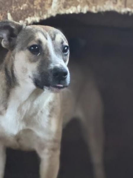 Amadeus ist so verkuschelt 🐾