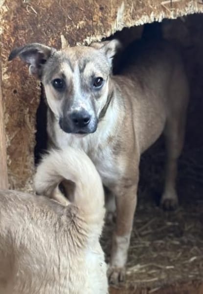 Amadeus ist so verkuschelt 🐾