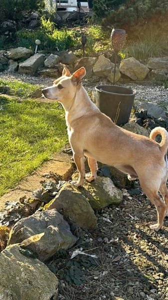 Nicolaus - 76661 Rheinsheim