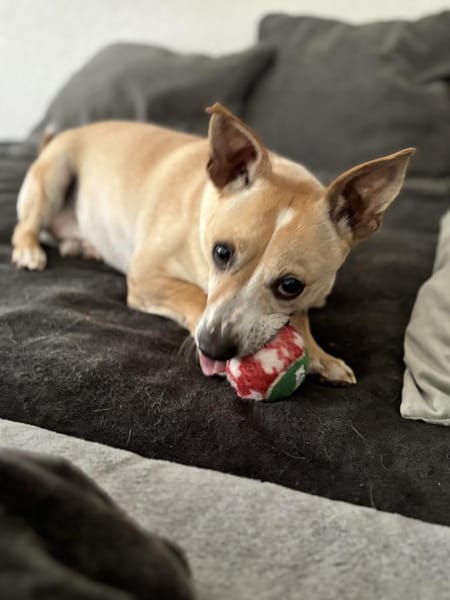 Nicolaus - 76661 Rheinsheim