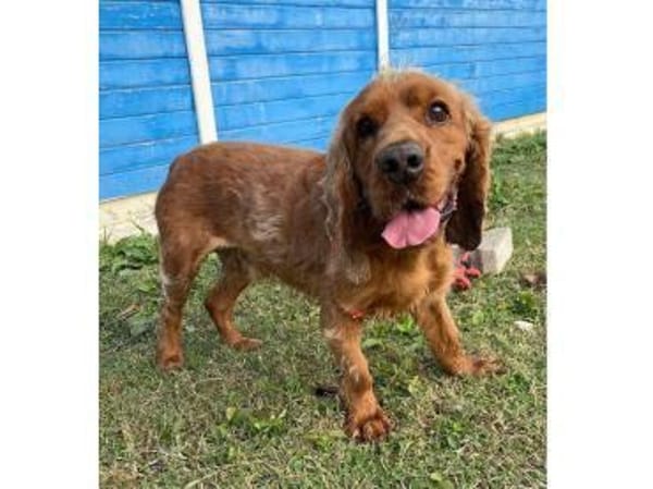 Vermittlungshilfe für Rocco