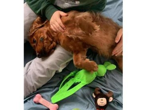 Vermittlungshilfe für Rocco