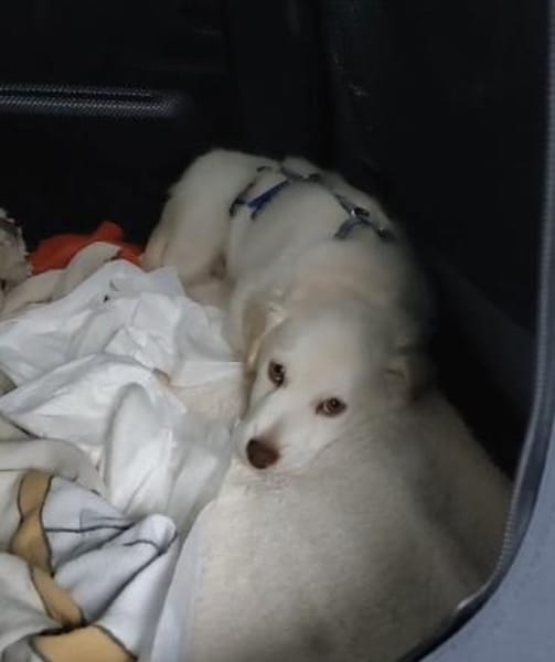 Coolio Kokonimix Rüde 4 Monate in 41751