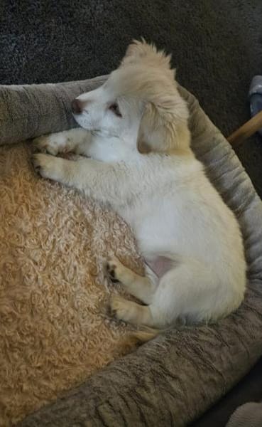 Coolio Kokonimix Rüde 4 Monate in 41751