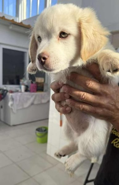 Coolio Kokonimix Rüde 4 Monate in 41751