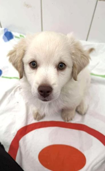 Coolio Kokonimix Rüde 4 Monate in 41751