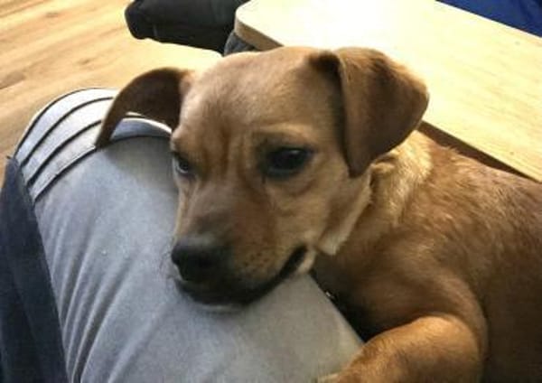 Caramelo 29 cm 7 mon.