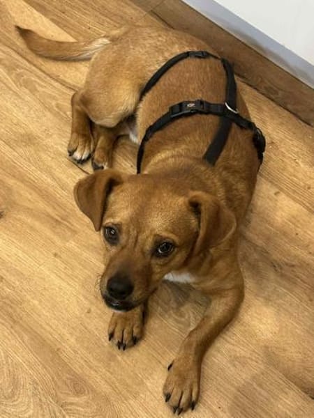 Caramelo 29 cm 7 mon.