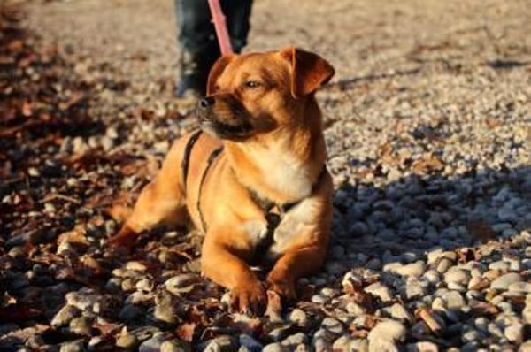 Caramelo 29 cm 7 mon.