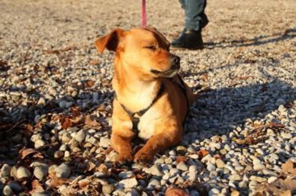 Caramelo 29 cm 7 mon.