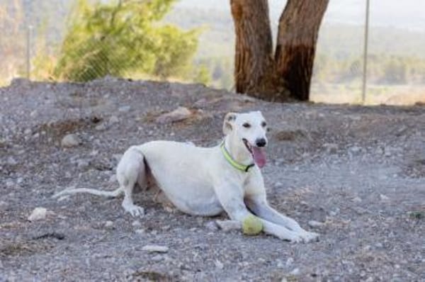 Harina - Zuhause gesucht