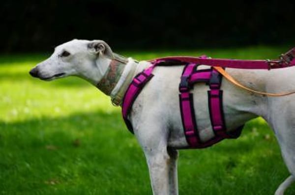 Harina - Zuhause gesucht