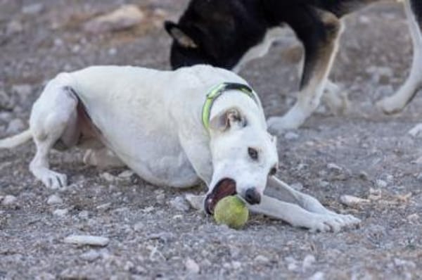Harina - Zuhause gesucht