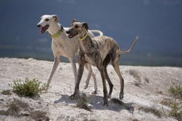 Harina - Zuhause gesucht