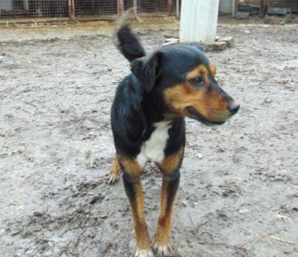 Gomboc möchte wieder eine Familie