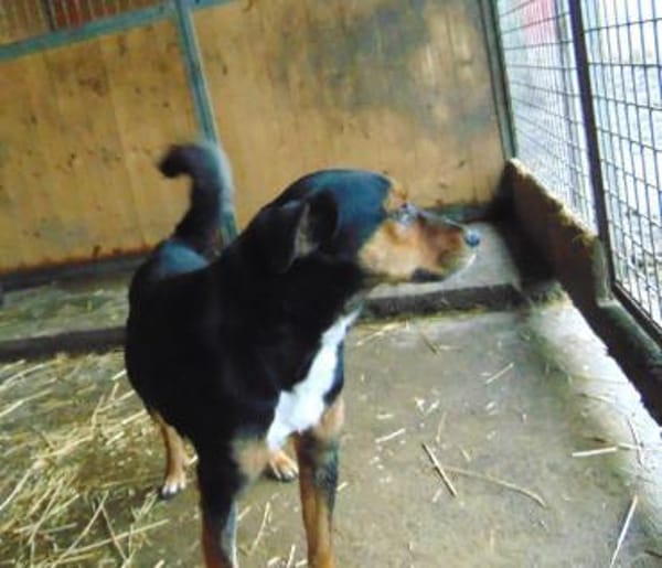 Gomboc möchte wieder eine Familie