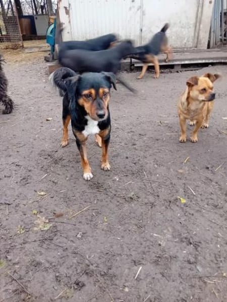 Gomboc möchte wieder eine Familie