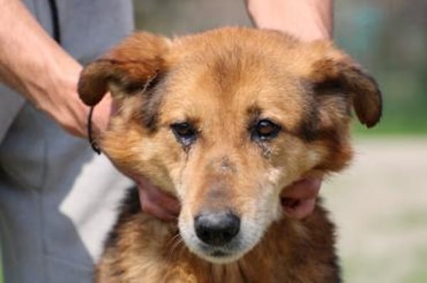 Nanook - verschmust u. sehr lieb