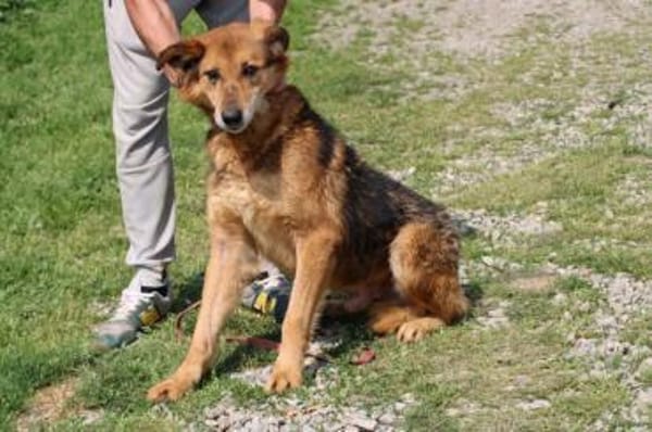 Nanook - verschmust u. sehr lieb