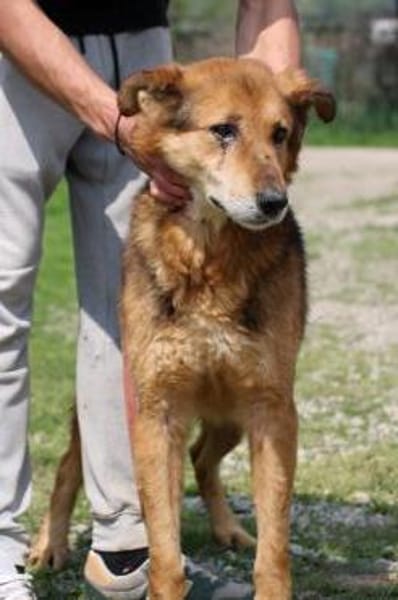 Nanook - verschmust u. sehr lieb