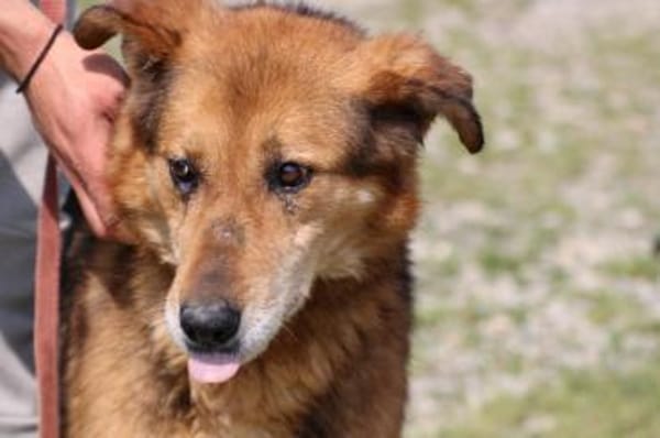 Nanook - verschmust u. sehr lieb