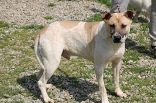 Luca - zutraulicher, aparter Rüde