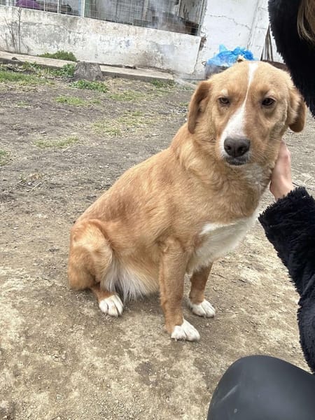 🐾❤ HUGO, unser Immer-Sonnenschein