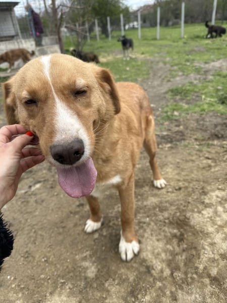 🐾❤ HUGO, unser Immer-Sonnenschein