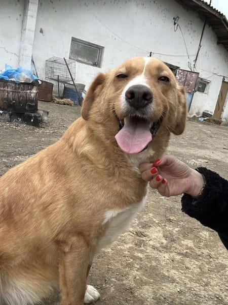 🐾❤ HUGO, unser Immer-Sonnenschein