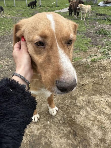 🐾❤ HUGO, unser Immer-Sonnenschein