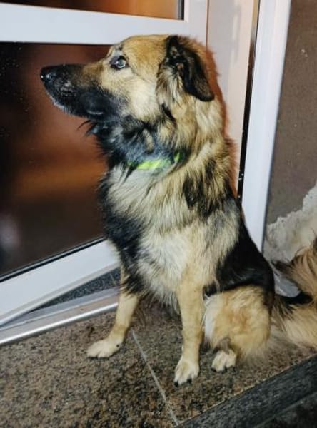 Teddy kinderlieb und freundlich