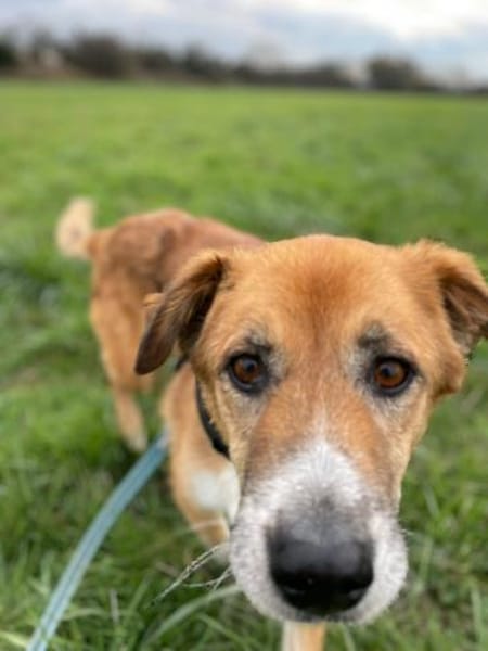 Rocco -  76689 Karsdorf