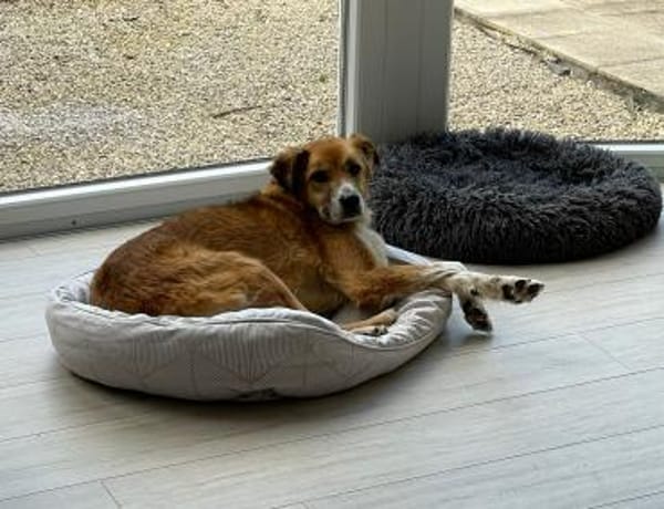 Rocco -  76689 Karsdorf