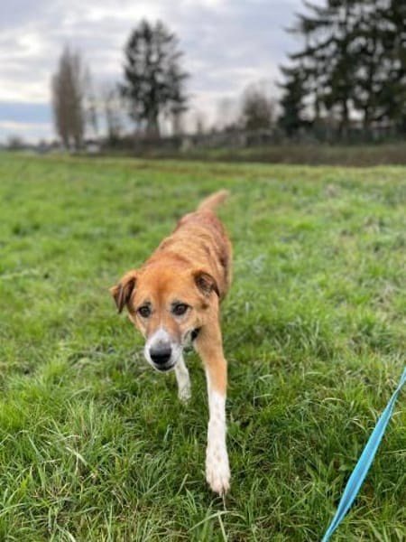 Rocco -  76689 Karsdorf