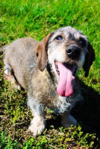 Pivi, blinder, fitter Senior