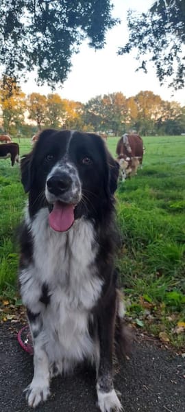 Harry - ein treuer Prachtkerl