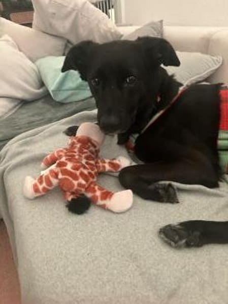 KYLIE (*03.2021) auf PS in 80807 München