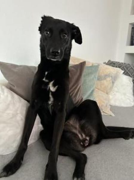 KYLIE (*03.2021) auf PS in 80807 München