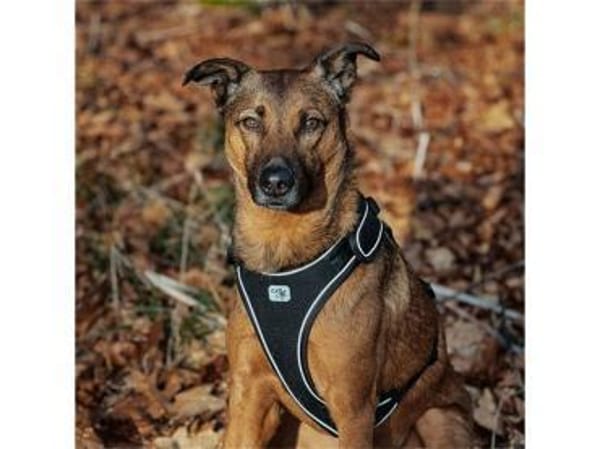 Elvis  wartet in 96160 Geiselwind