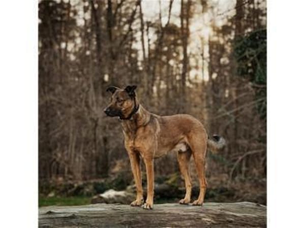 Elvis  wartet in 96160 Geiselwind