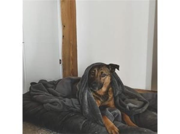 Elvis  wartet in 96160 Geiselwind