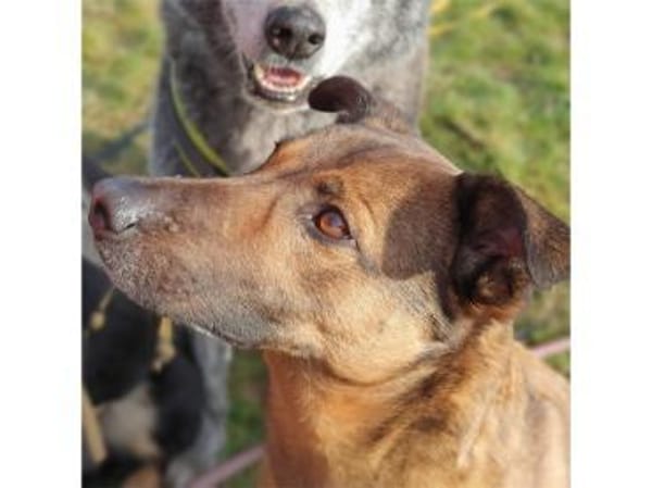 Elvis  wartet in 96160 Geiselwind