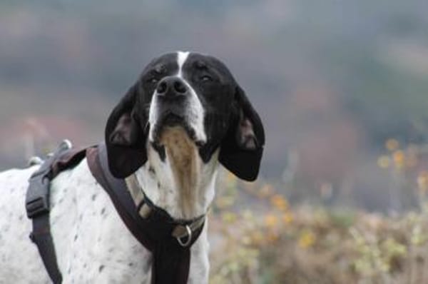 EVITA - auf der Suche nach einem Zuhause