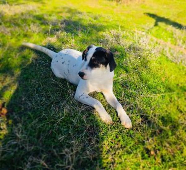 Momo der kleine Charmeur