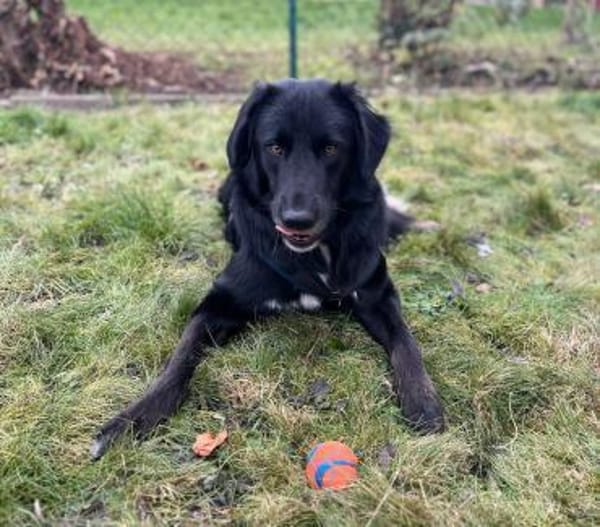 ROVER - ruhiger Junghund möchte Ankommen